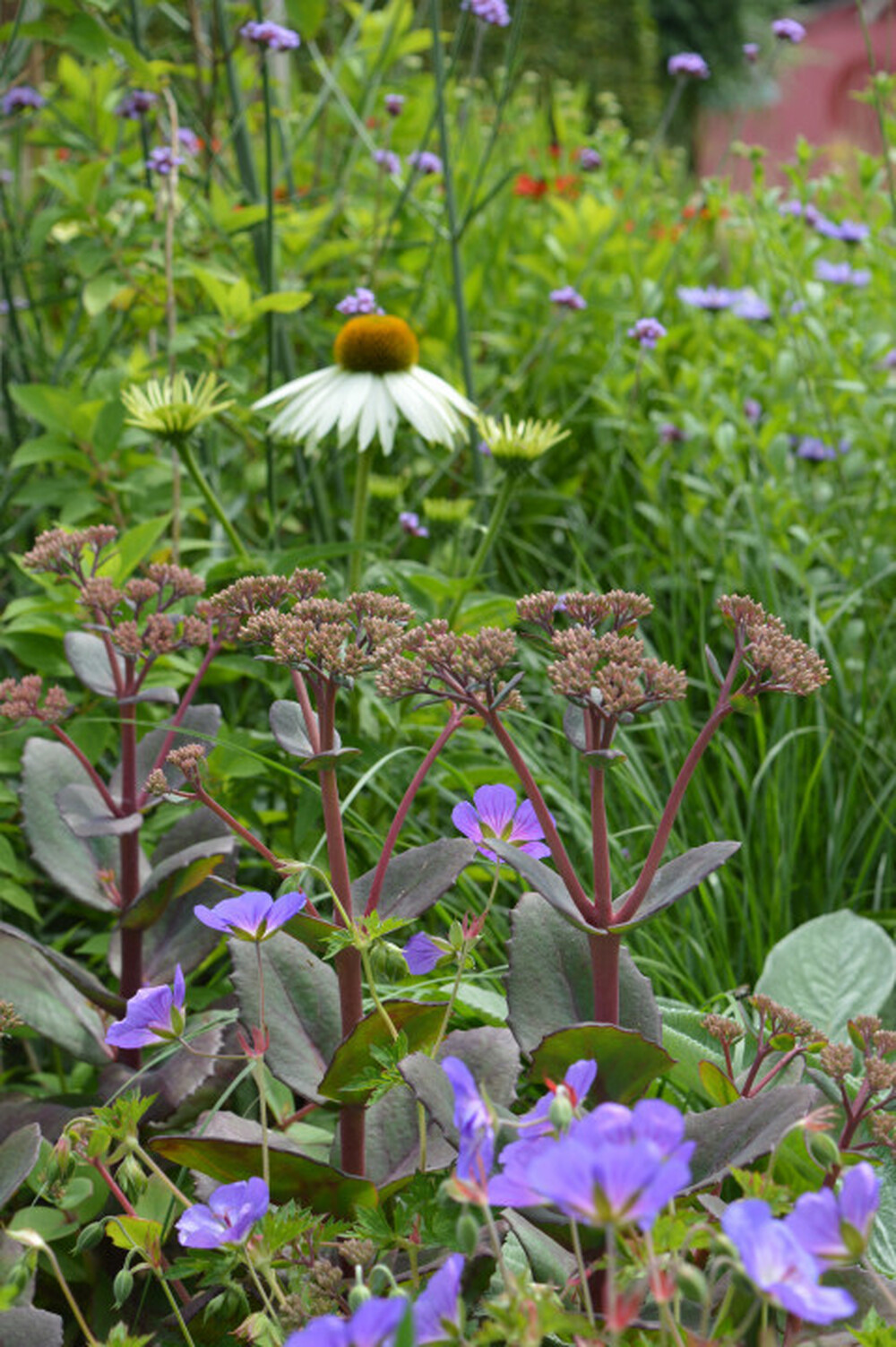 Moderne en onderhouds-vriendelijke tuin