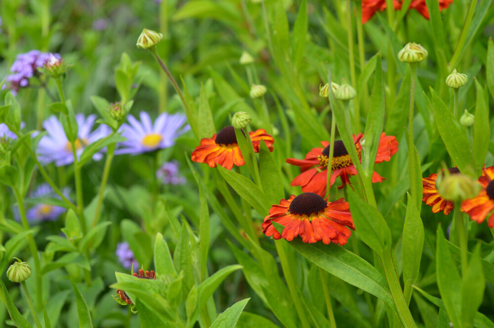 Moderne en onderhouds-vriendelijke tuin