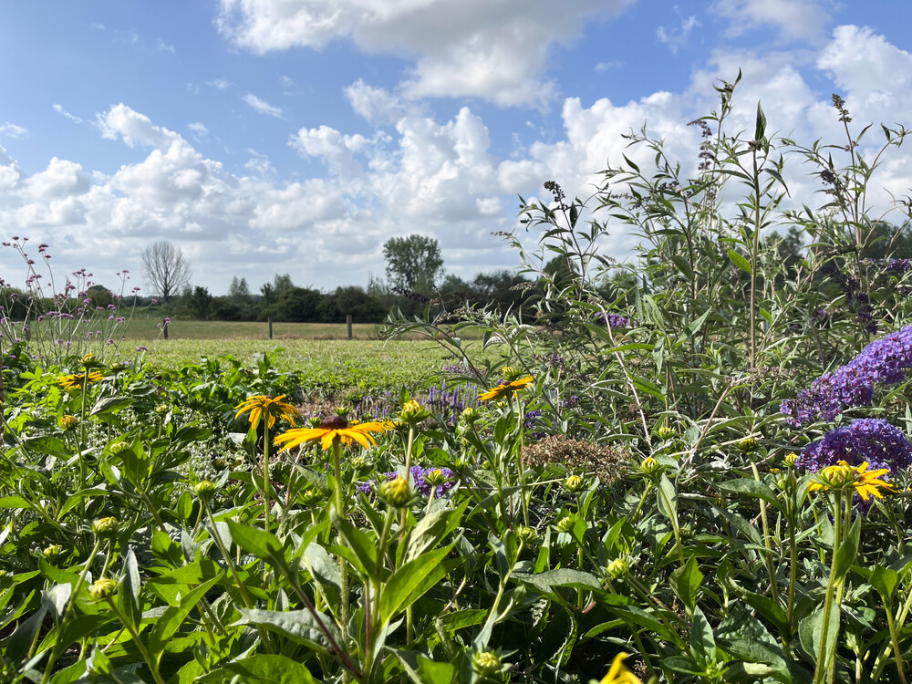 Landelijke wellnesstuin