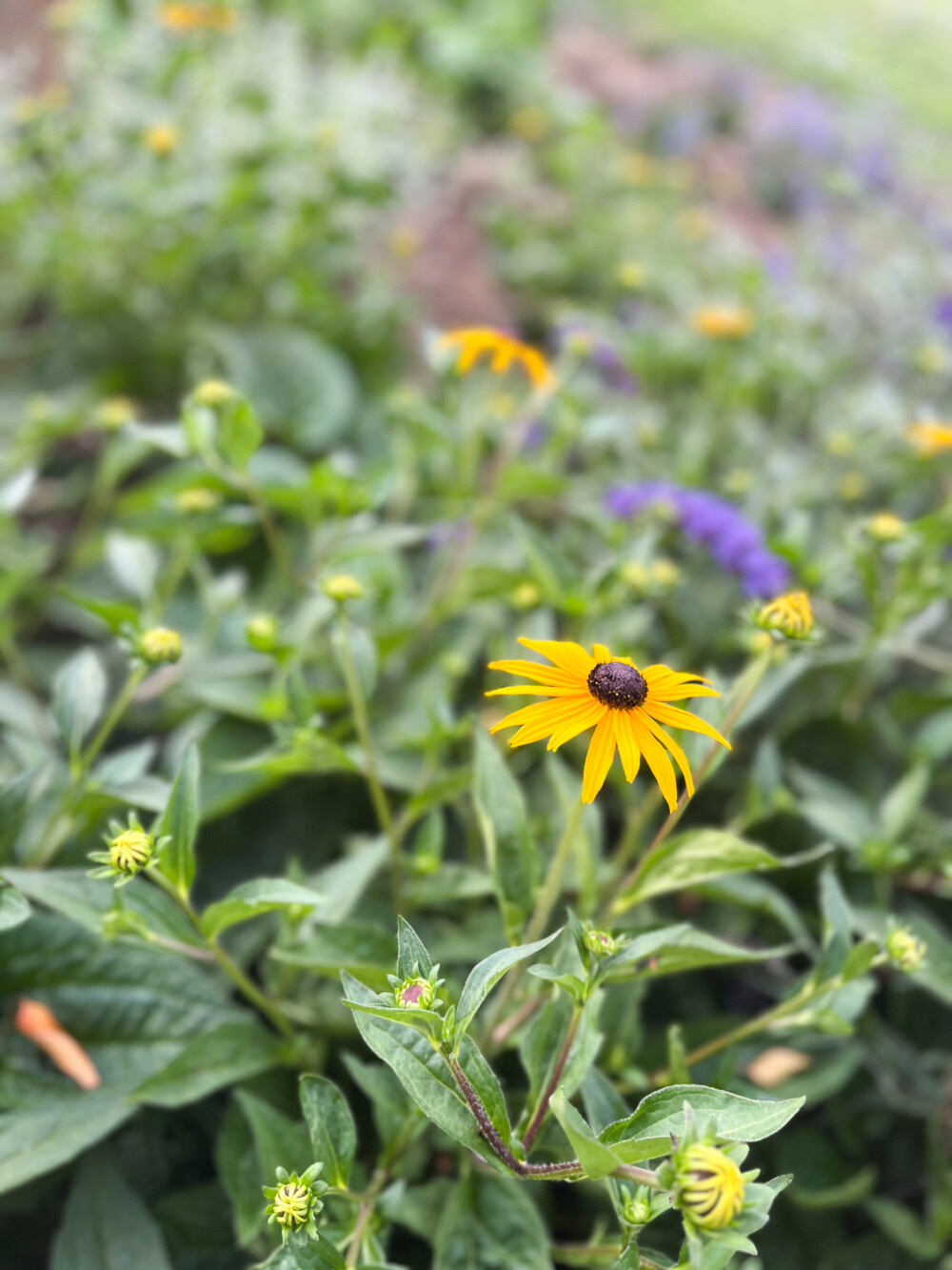Landelijke wellnesstuin