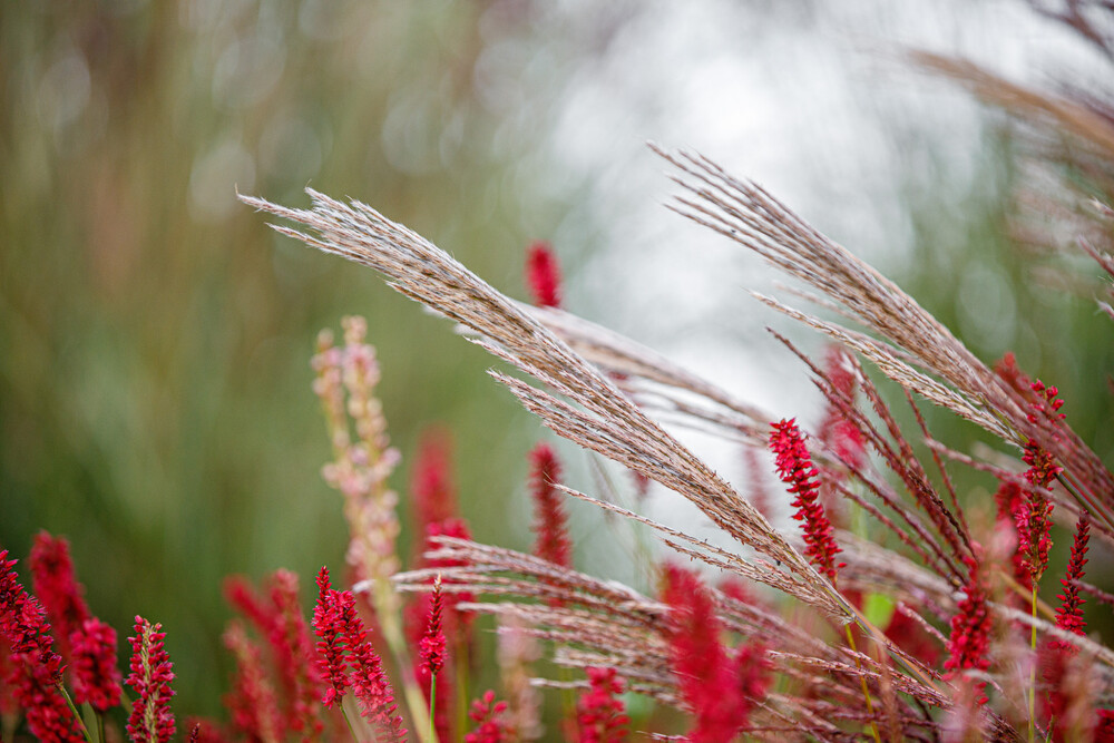 Luxe en landelijke tuin