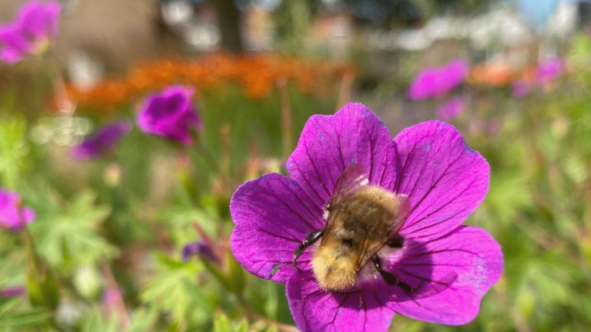 Algemene foto project Elke tuin telt mee!